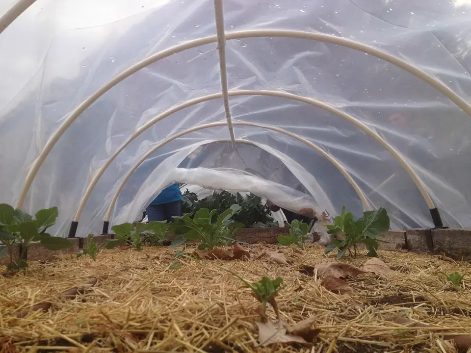 Szklarnia tunelowa z folii nad podniesioną grządką, nawadnianie kroplowe i ściółka ze słomy